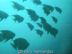 Atlantic Spadefish,Humacao,Puerto Rico,Camera DC200 by Pedro Hernandez 